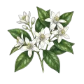Neroli
