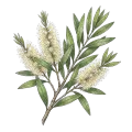 Niaouli