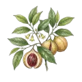 Nutmeg