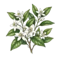 Orange Blossom Absolute
