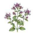 Oregano