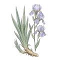 Orris Root
