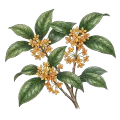 Osmanthus Absolute