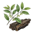 Oud (Agarwood)