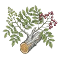 Palo Santo