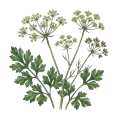 Parsley Seed