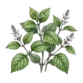 Patchouli