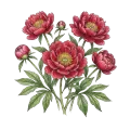 Peony