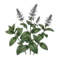 Peppermint