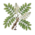 Peru Balsam