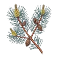 Pine (Scots)