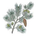 Pine (White)