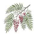 Pink Pepper