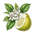 Pomelo