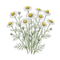 Roman Chamomile