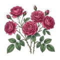 Rose Absolute