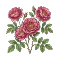 Rose de Mai Absolute