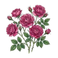 Rose Otto
