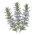 Rosemary (Camphor ct.)