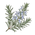 Rosemary (Cineole)