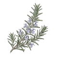 Rosemary (Verbenone)
