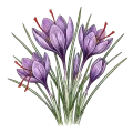 Saffron CO2