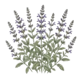 Sage (Spanish)