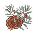 Sandalwood (Australian)