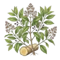 Sandalwood (Indian / Mysore)