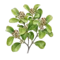 Sandalwood (Pacific/Vanuatu)