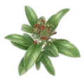 Saro (Mandravasarotra)
