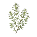 Savory (Winter)