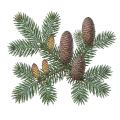 Silver Fir