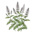 Spearmint