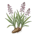 Spikenard
