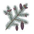 Spruce