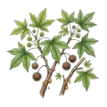 Styrax