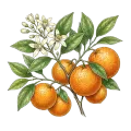 Sweet Orange