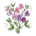 Sweet Pea