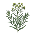 Tarragon