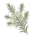 Tea Tree