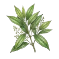 Tejpat (Indian Bay Leaf)