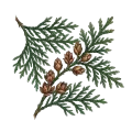 Thuja / Cedar Leaf