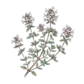 Thyme (Linalool)