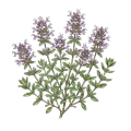 Thyme (Thymol)