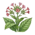 Tobacco Absolute