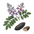 Tonka Bean Absolute