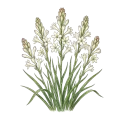 Tuberose Absolute
