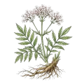 Valerian