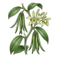 Vanilla CO2